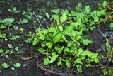 Rorippa palustris. Цветущее и плодоносящее растение. Приморский край, Уссурийский ГО, окр. ж.-д. пл. 9194 км, дол. р. Раздольная на левом берегу, пойма, илистые отложения. 22.09.2025.
