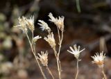Hyalea pulchella
