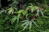 Adiantum hispidulum