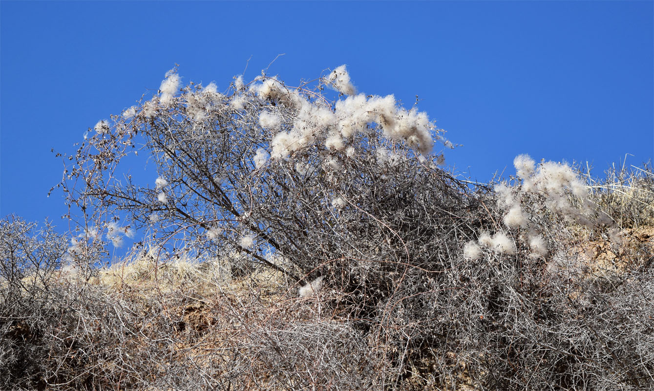 Изображение особи Clematis orientalis.