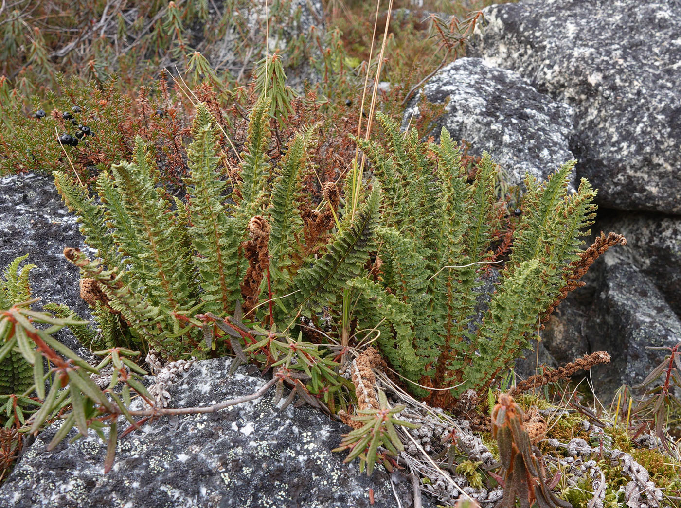 Изображение особи Dryopteris fragrans.