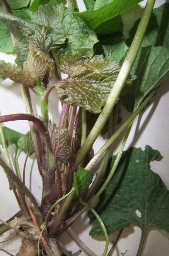 Image of Alliaria petiolata specimen.