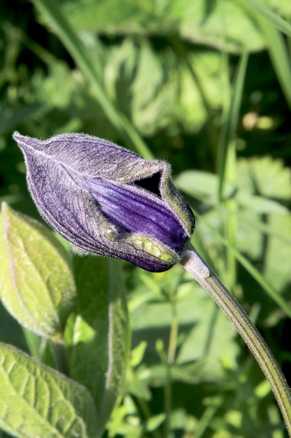 Изображение особи Clematis integrifolia.