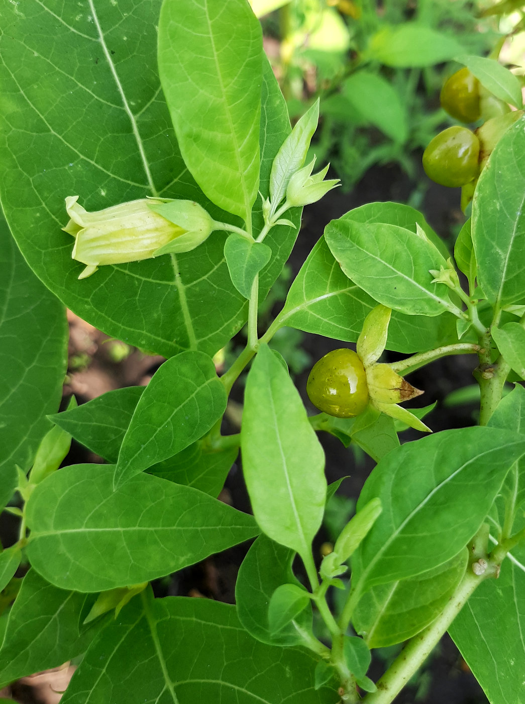 Image of Atropa bella-donna specimen.