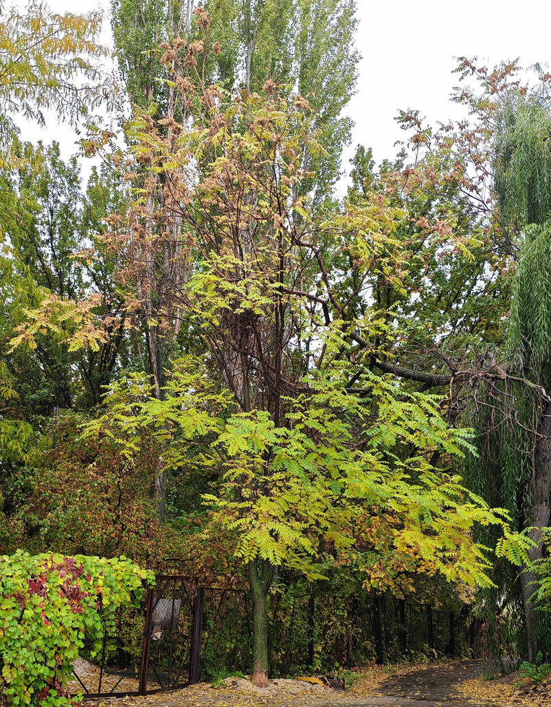 Image of Ailanthus altissima specimen.