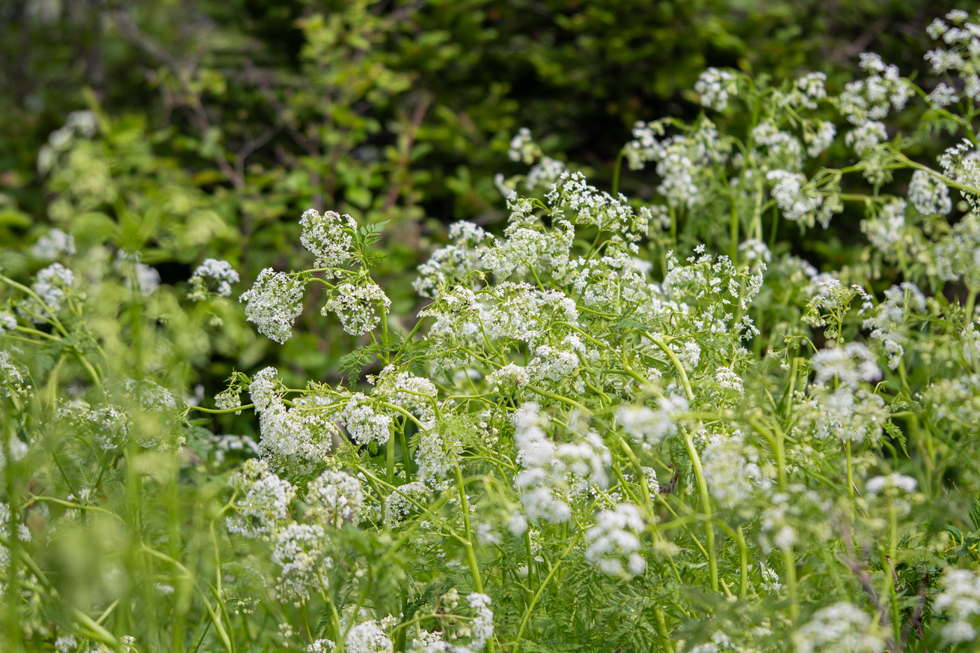 Image of familia Apiaceae specimen.