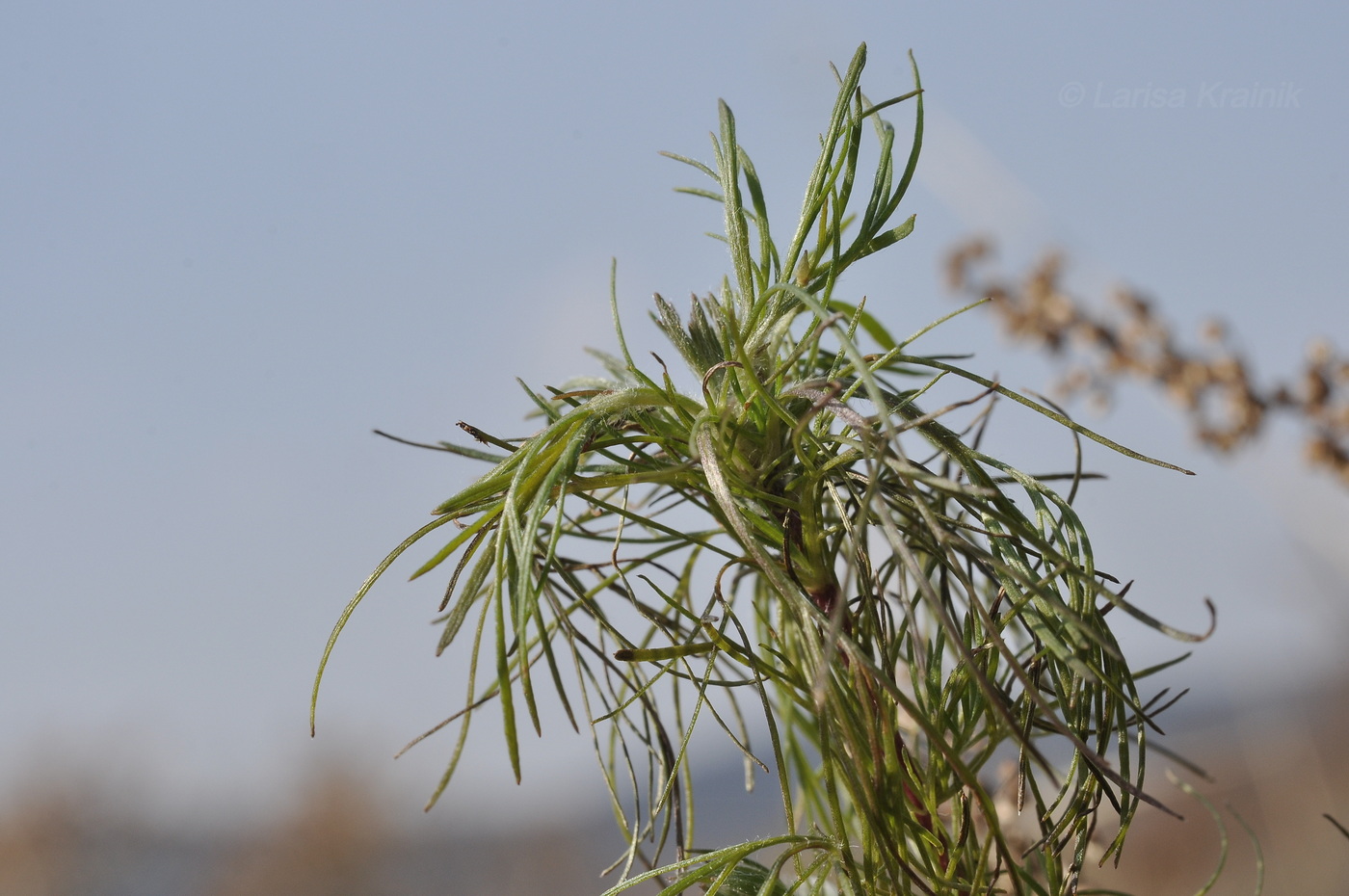 Изображение особи род Artemisia.