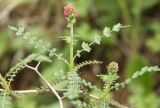 Sarcopoterium spinosum. Ветвь с соцветием. Израиль, предгорья Иудеи, сосняк. 12.02.2011.