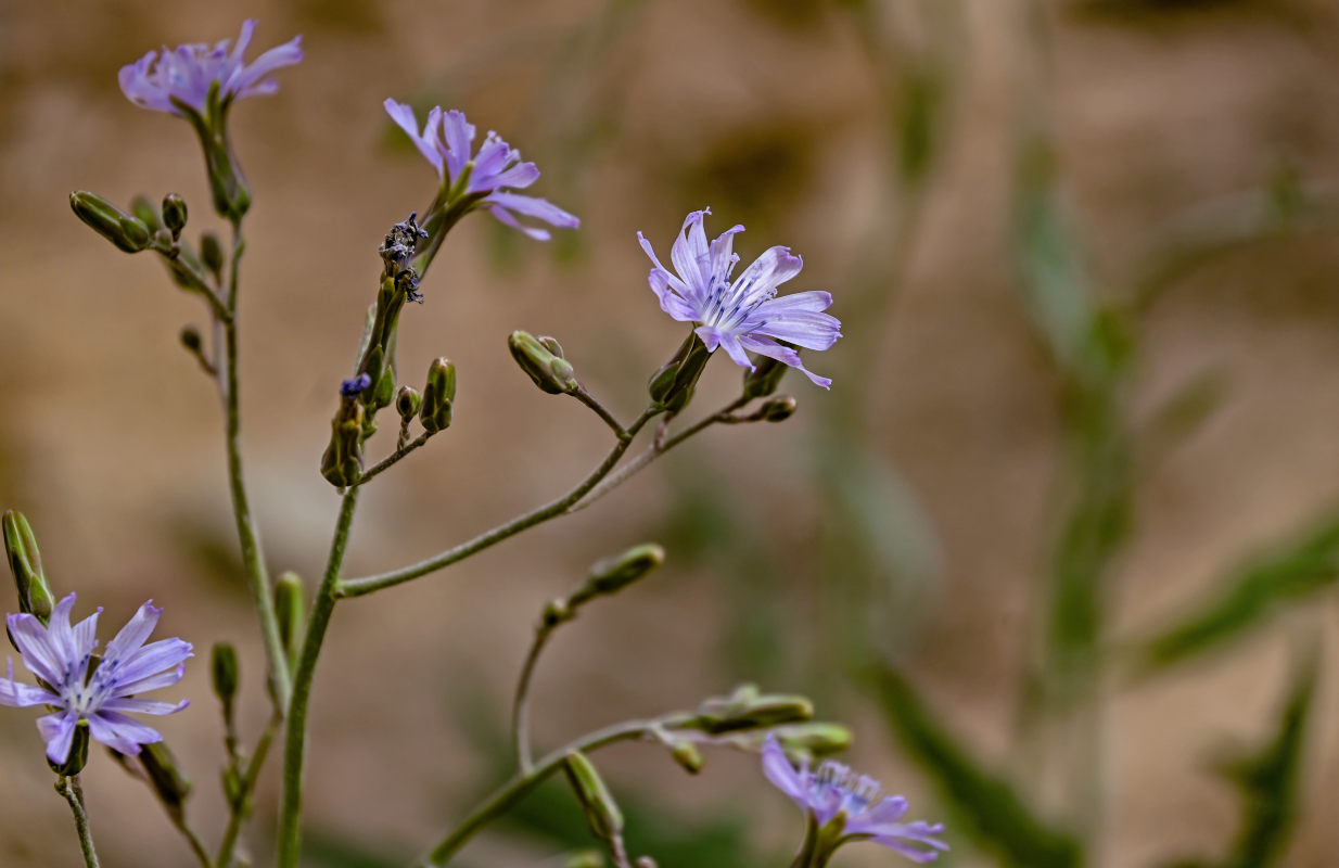 Image of Lactuca tatarica specimen.