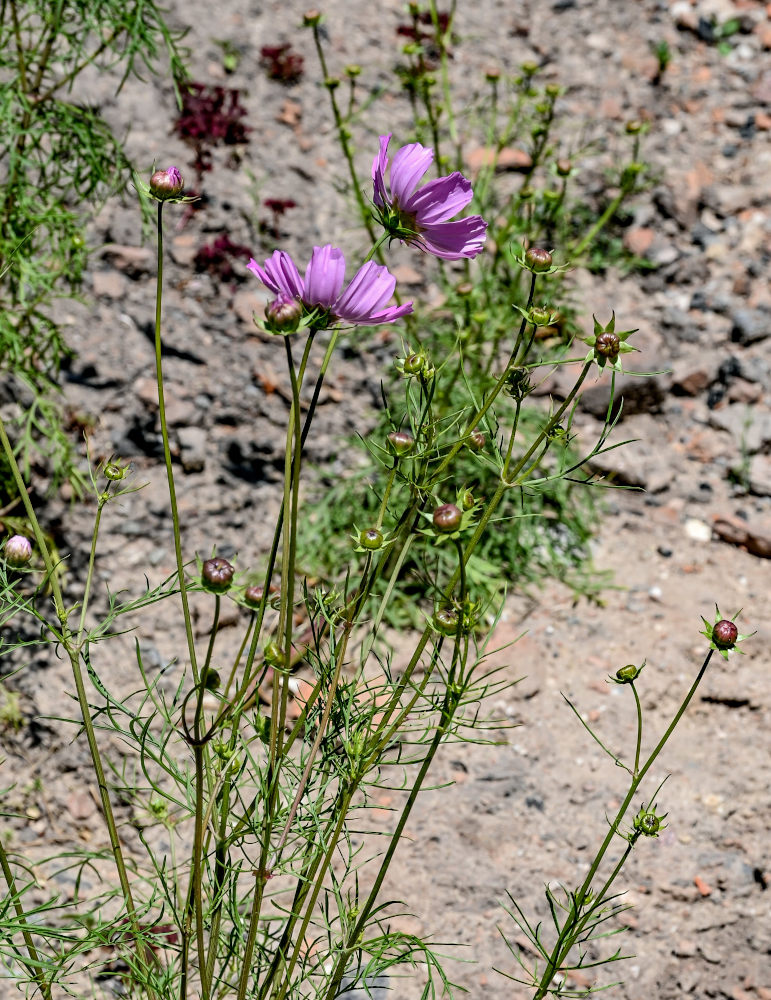Image of Cosmos bipinnatus specimen.