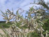 Tamarix africana. Верхушка ветви с отцветающими соцветиями. Испания, Каталония, пров. Жирона, комарка Баш Эмпорда, муниципалитет Пальс, заливные поля, заросли кустарников на пересечении полевых дорог. 23.04.2026.
