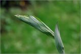 Polygonatum multiflorum. Верхушка развивающегося побега. Московская обл., Раменский р-н, окр. дер. Хрипань, садовый участок. 11.05.2026.