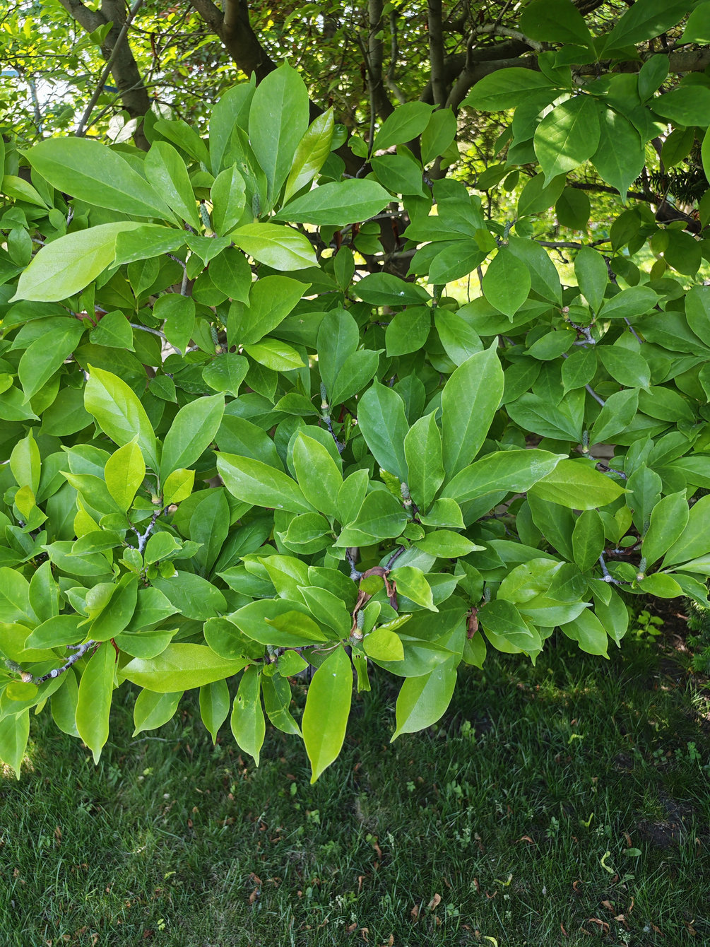 Изображение особи Magnolia liliiflora.