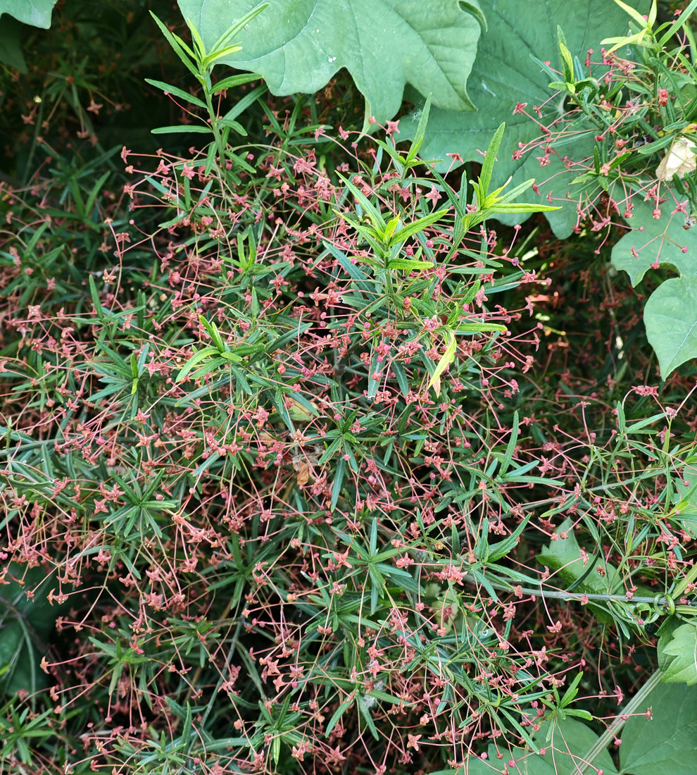 Изображение особи Euonymus nanus.