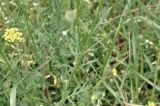 genus Papaver