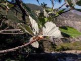 Sorbus taurica