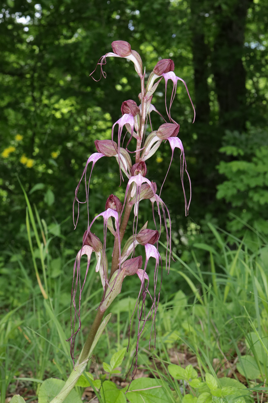 Image of Himantoglossum comperianum specimen.