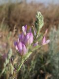 Astragalus astrachanicus