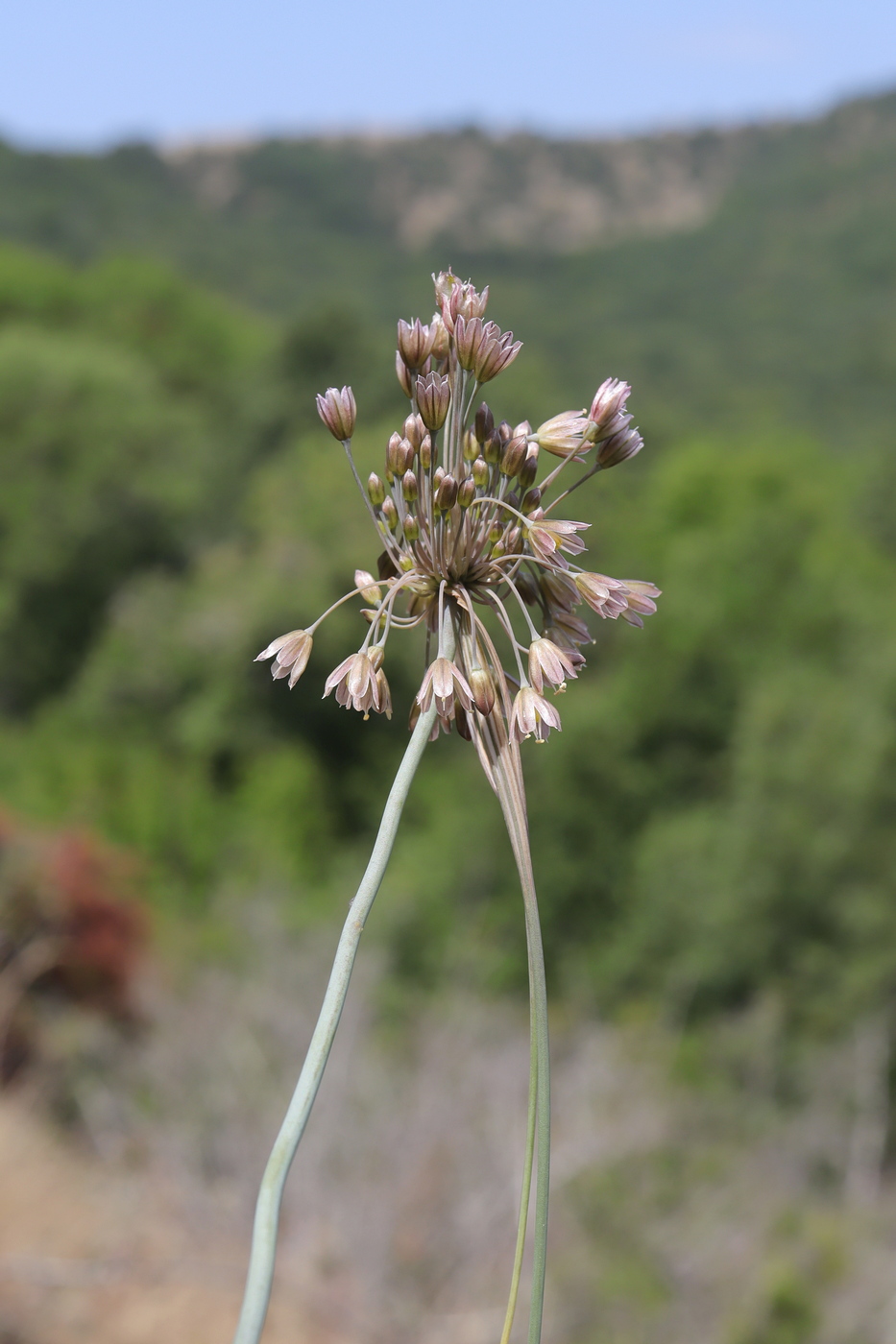 Image of Allium paniculatum specimen.