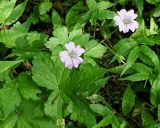 Geranium gracile
