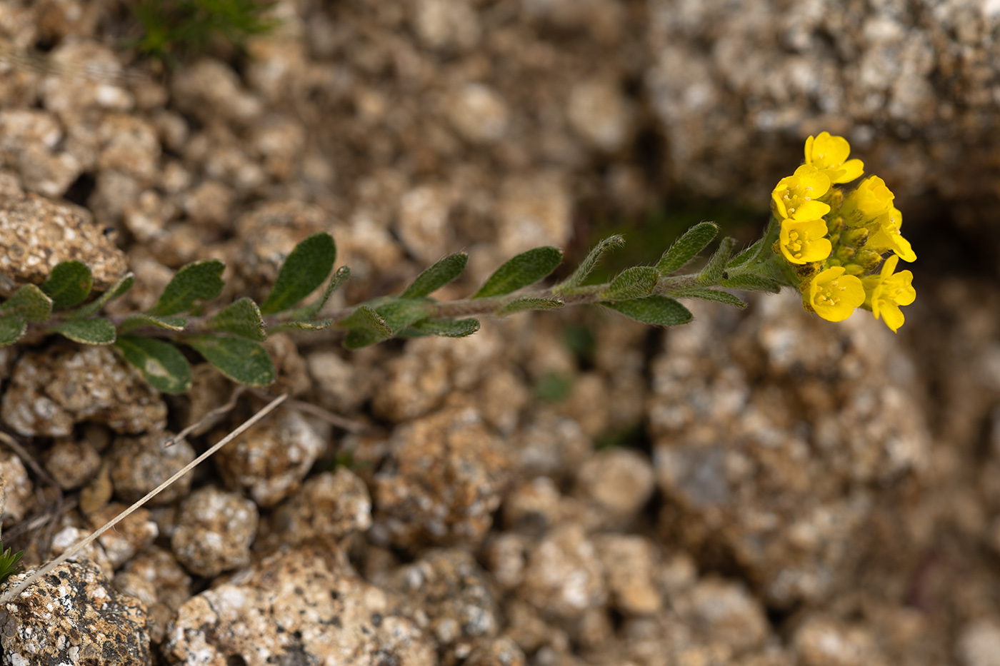 Изображение особи род Alyssum.
