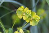 genus Euphorbia. Часть соцветия. с. Камское Устье, берег р. Волга, опушка широколиственногого леса. 05.06.2026.