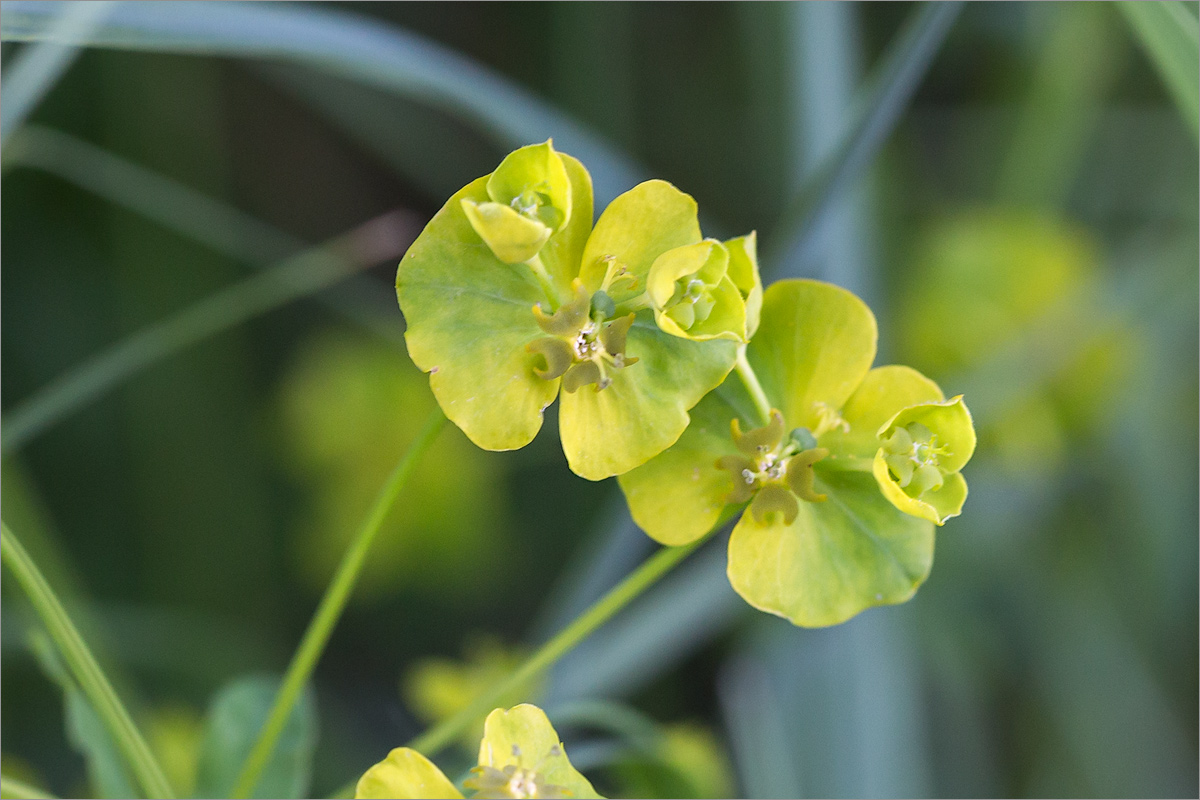 Image of genus Euphorbia specimen.