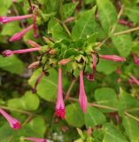 Mirabilis jalapa. Верхушка побега с цветками и завязавшимися плодами. Абхазия, г. Сухум, заросли у берега Чёрного моря. 10.08.2024.