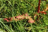 Rumex crispus. Лист и часть стебля. Беларусь, Витебская обл., окр. дер. Местечко, берег озера, сырой луг. 17.07.2026.