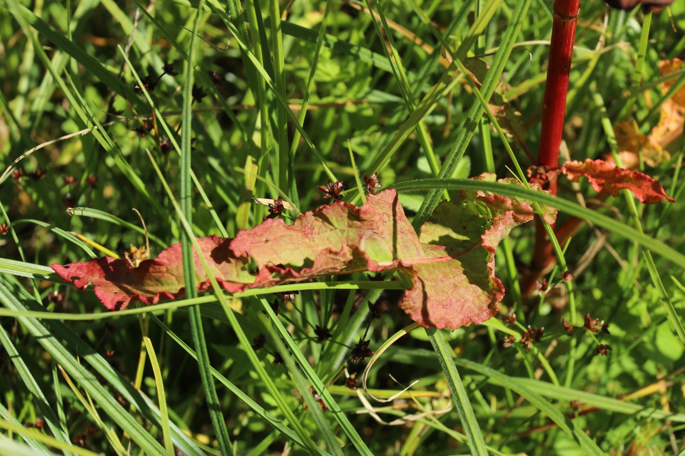 Image of Rumex crispus specimen.