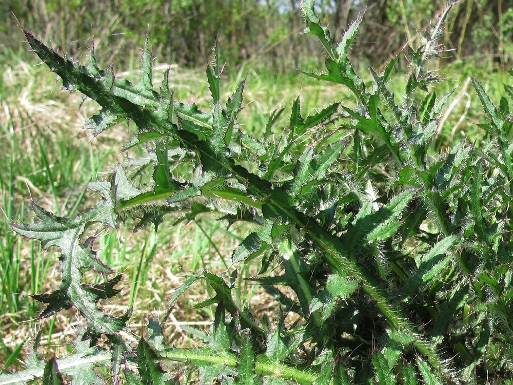 Image of Cirsium palustre specimen.