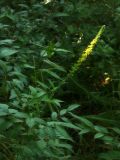 Agrimonia eupatoria subspecies grandis. Верхушка цветущего растения. Республика Молдова, муниципалитет Кишинёв, г. Кодру, на пустыре. 12 июля 2026 г.