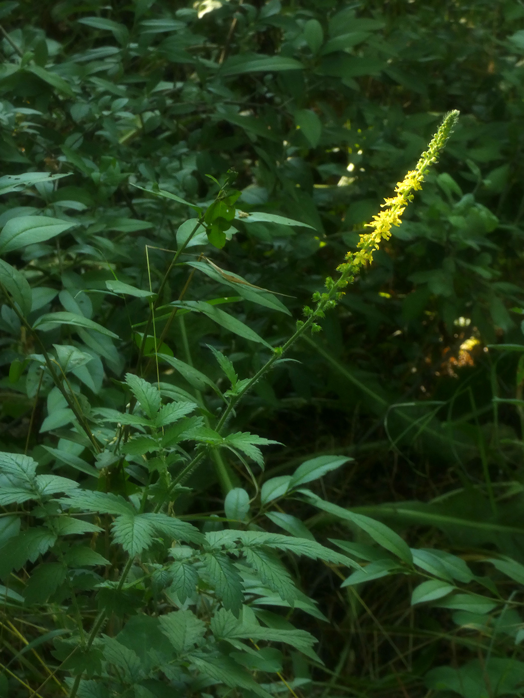 Image of Agrimonia eupatoria ssp. grandis specimen.