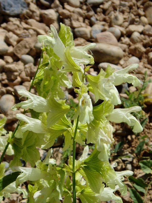 Image of Salvia korolkowii specimen.