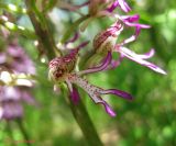 Orchis &times; angusticruris