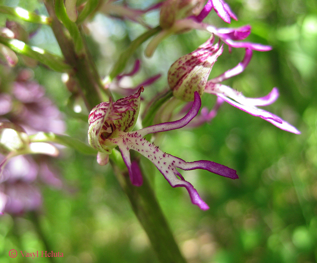 Изображение особи Orchis × angusticruris.
