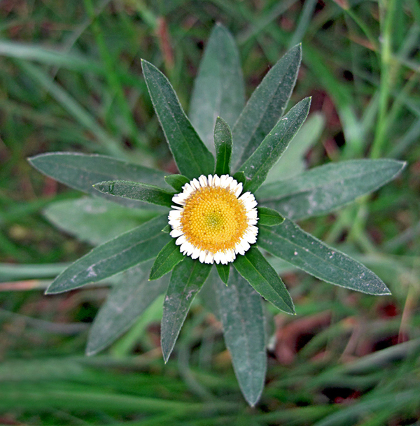 Изображение особи семейство Asteraceae.