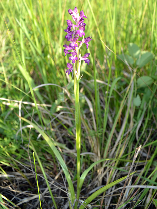 Изображение особи Anacamptis × timbalii ssp. reinhardii.