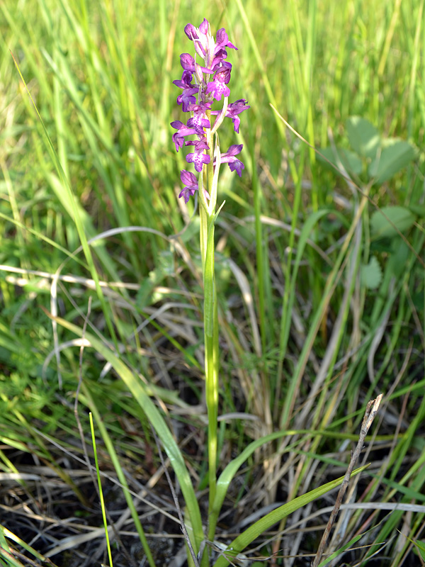 Image of Anacamptis &times; timbalii ssp. reinhardii specimen.