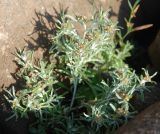 Gnaphalium uliginosum. Верхушка цветущего растения. Черногория, Сланское озеро (западный берег). 03.07.2011.