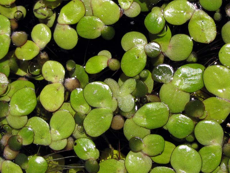 Image of Spirodela polyrhiza specimen.