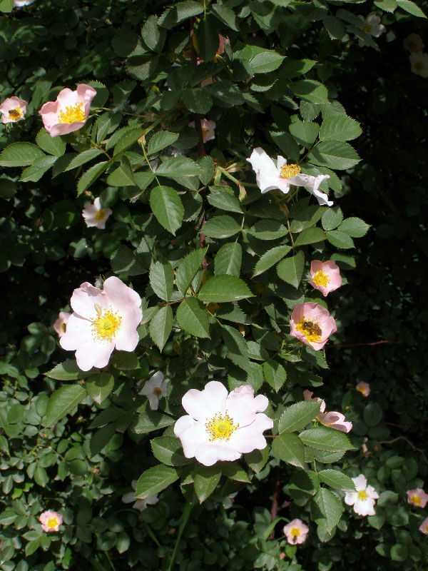 Изображение особи Rosa canina.