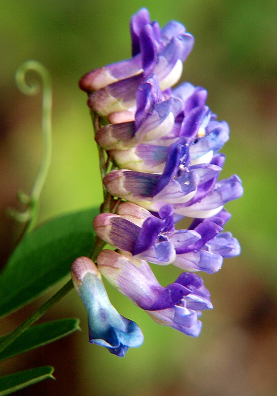 Image of Vicia amurensis specimen.