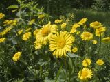 genus Doronicum