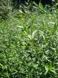 genus Symphyotrichum