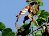 Bauhinia variegata. Вскрывшиеся плоды с семенами. Израиль, Шарон, г. Герцлия, в культуре. 17.11.2010.