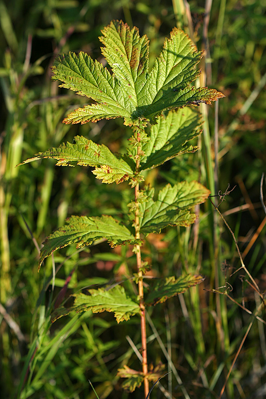 Изображение особи Filipendula stepposa.