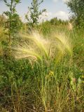 Hordeum jubatum