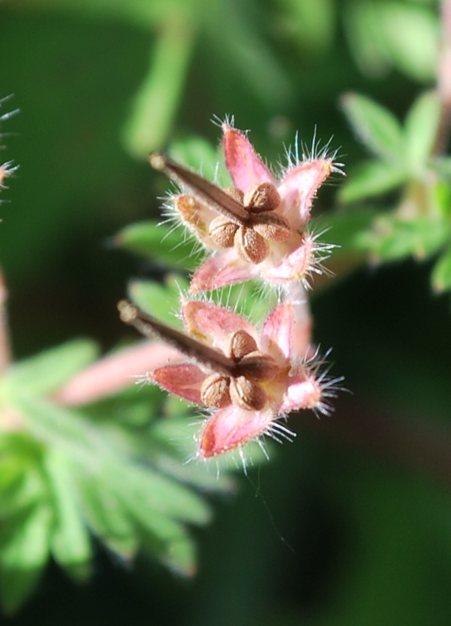 Изображение особи Geranium pusillum.