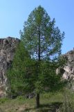 Larix sukaczewii. Взрослое дерево. Свердловская обл., окр. г. Североуральск, около скал Грюнвальдта. 29.05.2011.